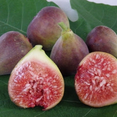 Fig