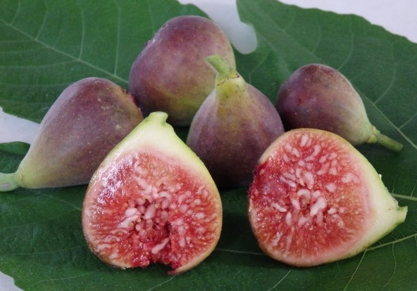 Fig