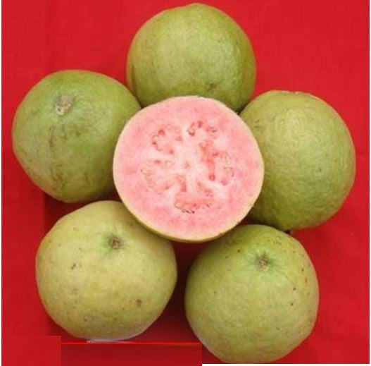 Guava