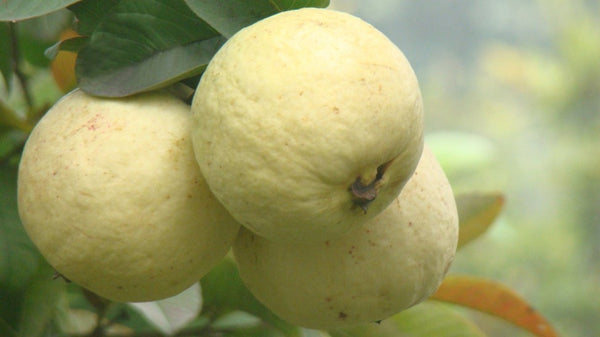 Guava