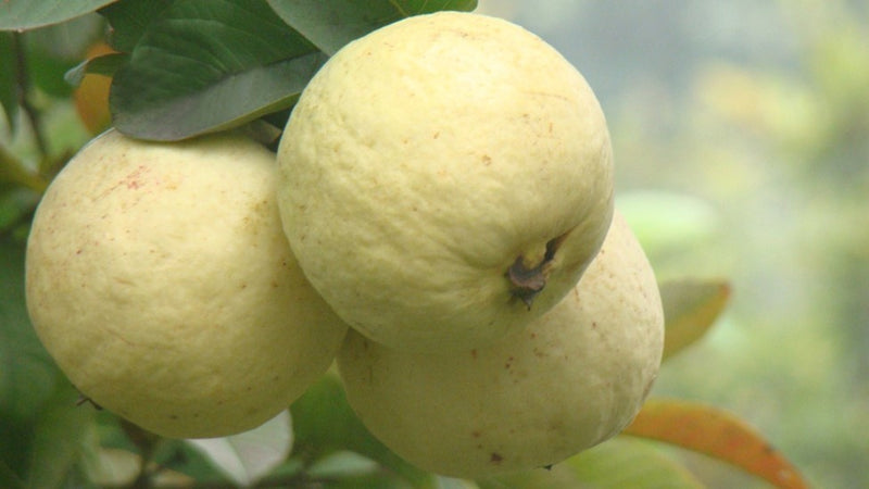 Guava