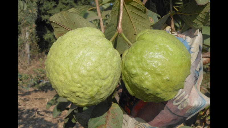 Guava