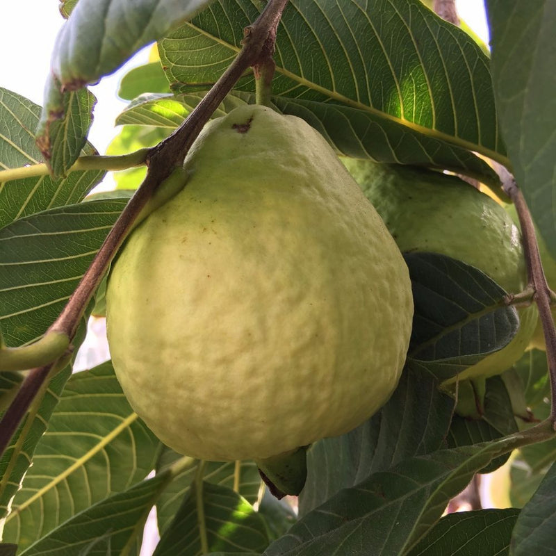 Guava