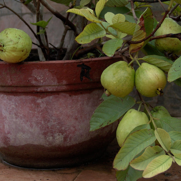 Guava