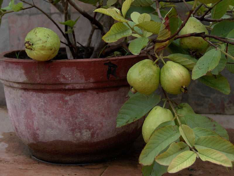 Guava