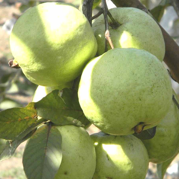 Guava