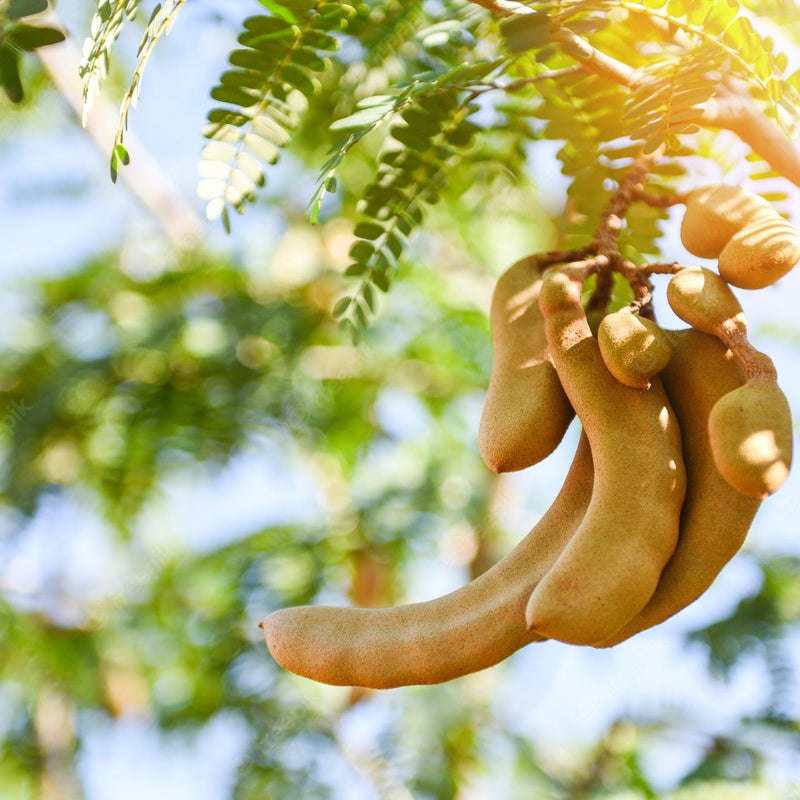 Tamarind