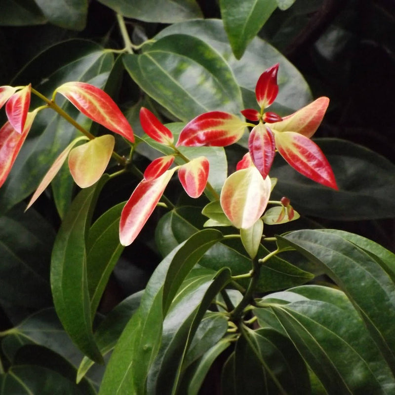 Cinnamon - Karuvapatta Spice Plant