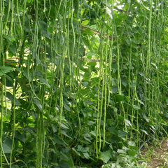Yard Long Bean