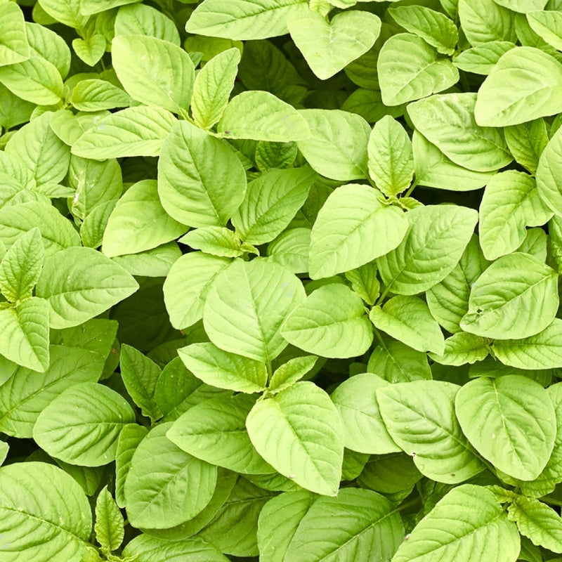 Green Amaranthus