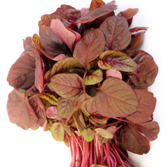 Red Amaranthus