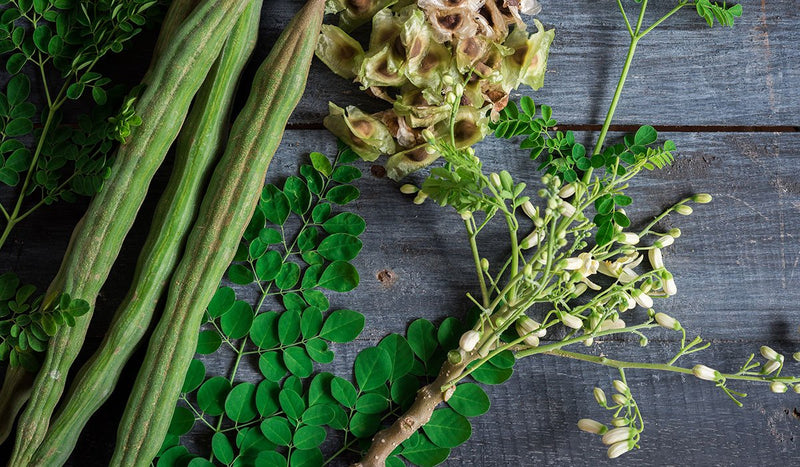 Drumstick Moringa