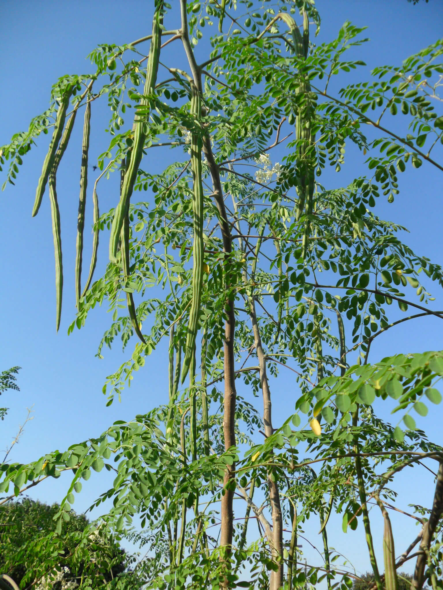 drumstick plant from seeds Drumstick Moringa " PKM-1 " Exotic 20 Vegetable Seeds – M-Tech Gardens