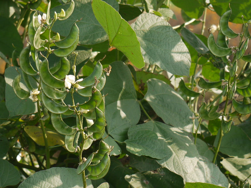 Dolichos Bean