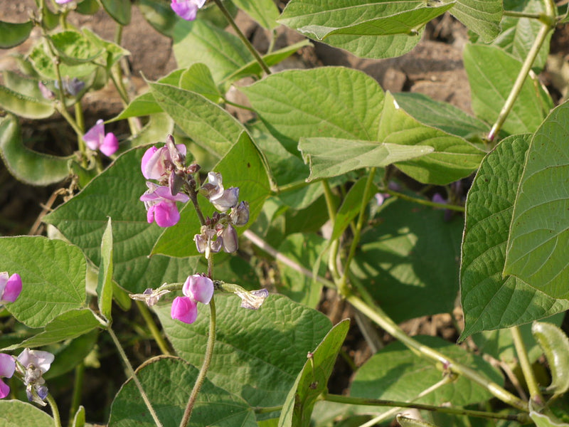 Dolichos Bean