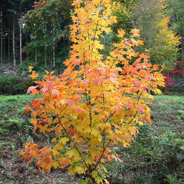 Maple