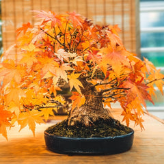 Maple