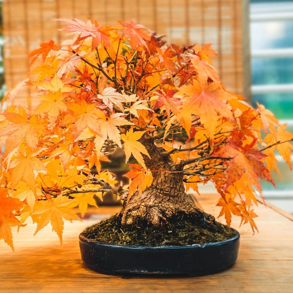 Maple