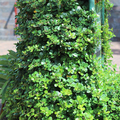 Ithi Plant ( Ficus microcarpa ) Medicinal Plant