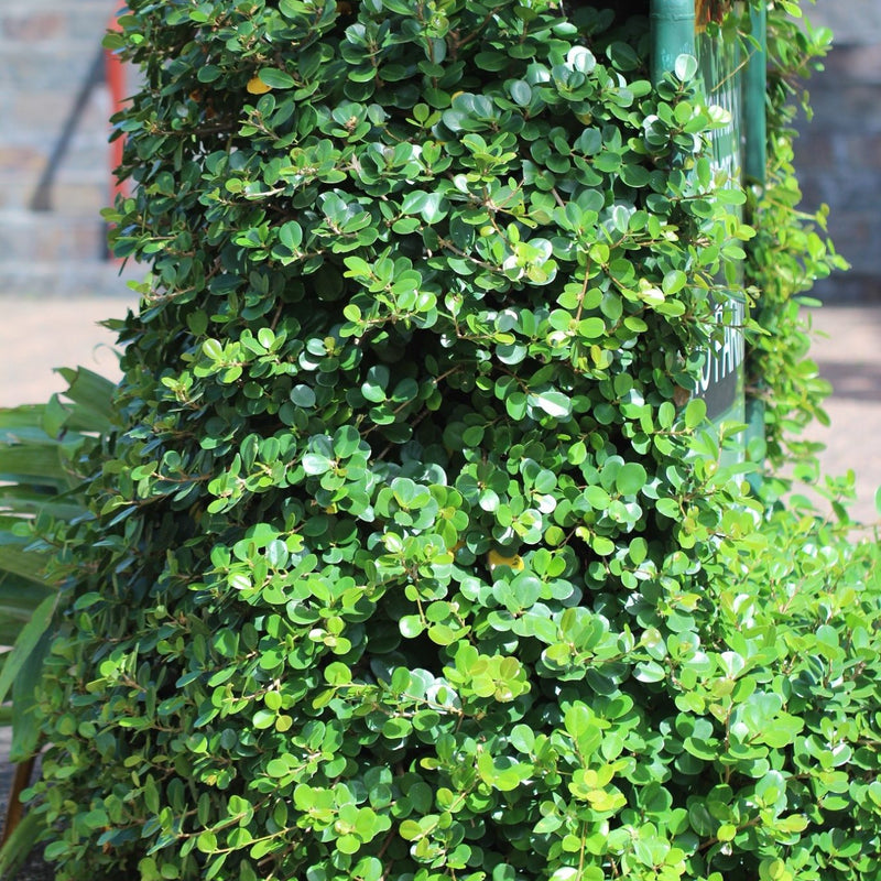 Ithi Plant ( Ficus microcarpa ) Medicinal Plant