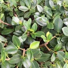Ithi Plant ( Ficus microcarpa ) Medicinal Plant