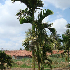 Hybrid Dwarf Arecanut - Kerala Local  Plant