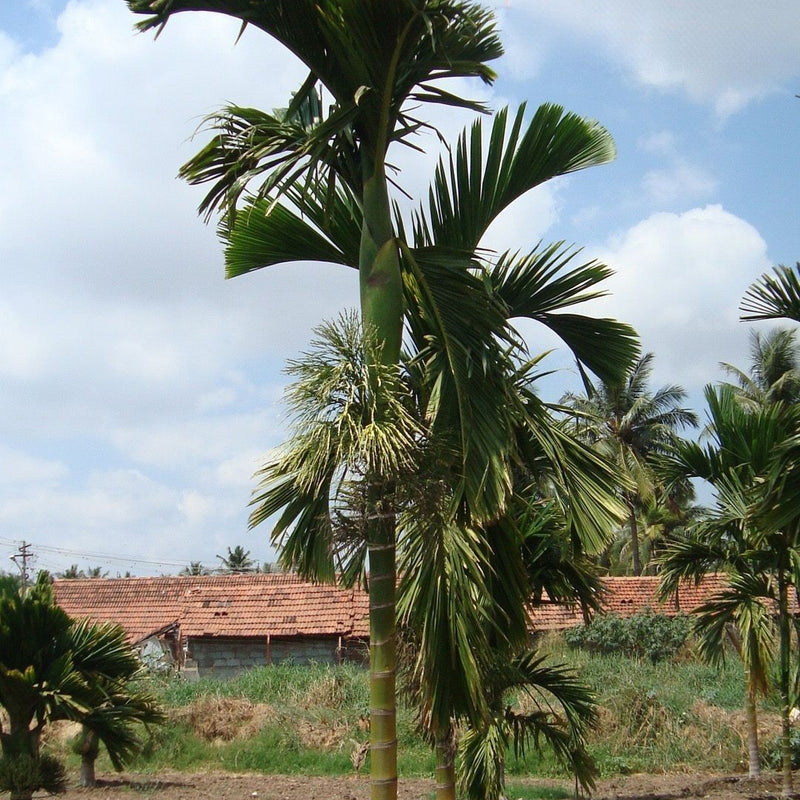 Hybrid Dwarf Arecanut - Kerala Local  Plant
