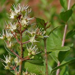 Mailanji ( Lawsonia inermis ) Medicinal Plant