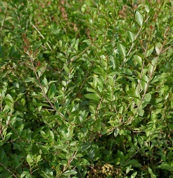 Mailanji ( Lawsonia inermis ) Medicinal Plant