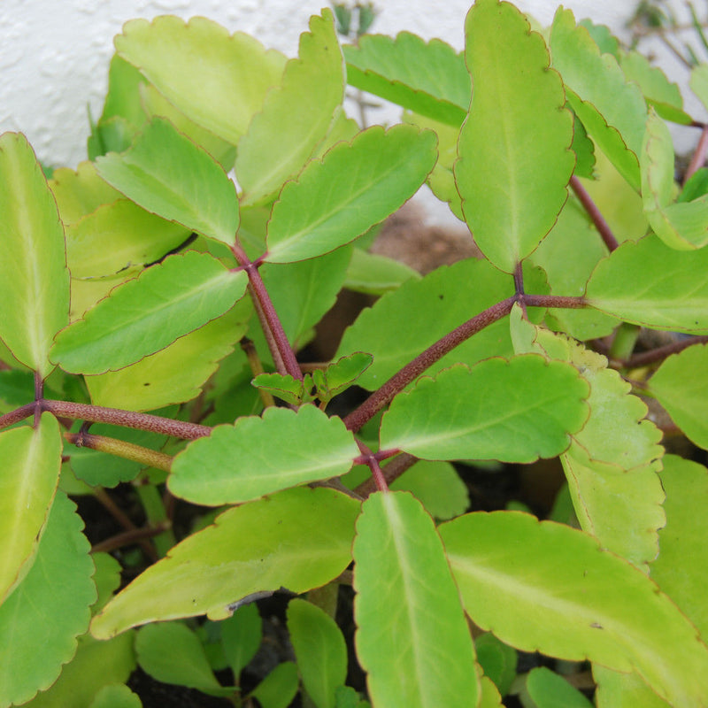 Ila Mulachi ( Bryophyllum pinnatum ) Medicinal Plant