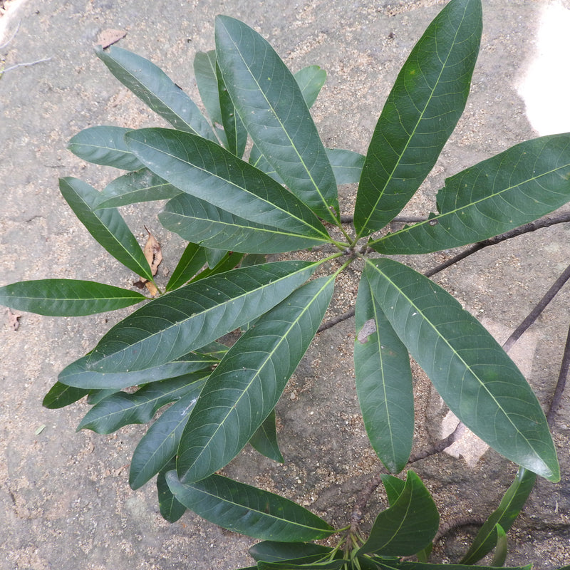 Eluppa ( Madhuca longifolia ) Medicinal Plant