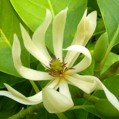 White Son Champa Flower Plant