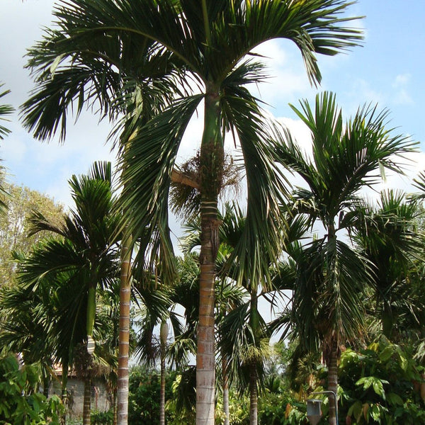 Hybrid Dwarf Arecanut - Mangala  Plant
