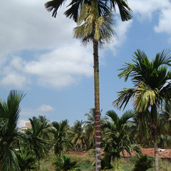 Hybrid Dwarf Arecanut - Mohit Nagar  Plant