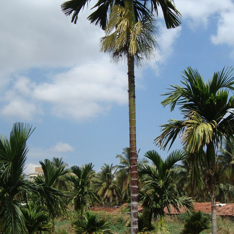 Hybrid Dwarf Arecanut - Mohit Nagar  Plant