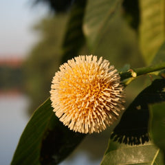 Kadambu ( Anthocephalus cadamba ) Medicinal Plant