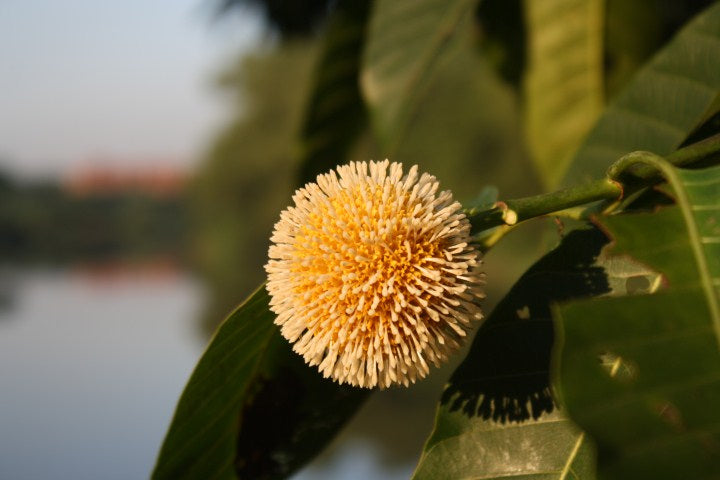 Kadambu ( Anthocephalus cadamba ) Medicinal Plant