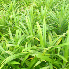 Rambha Cheera ( Pandanus amaryllifolius ) Medicinal Plant