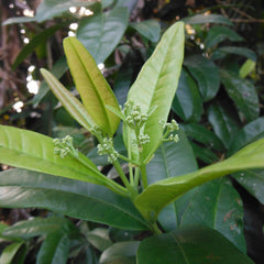 Allspices - Pimenta dioica Spice Plant