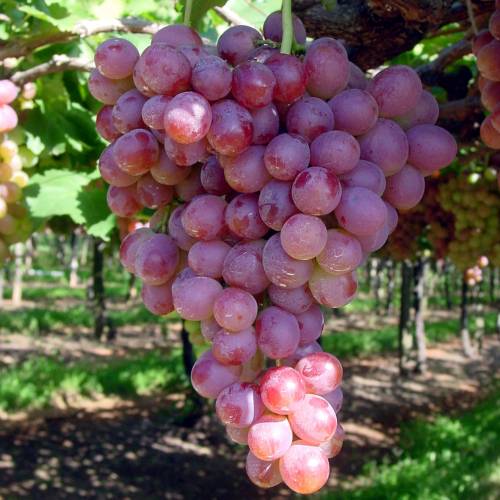 Hybrid Grape - Pink Grape Vine Fruit Plant