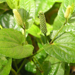 Thippali ( Piper longum ) Medicinal Plant