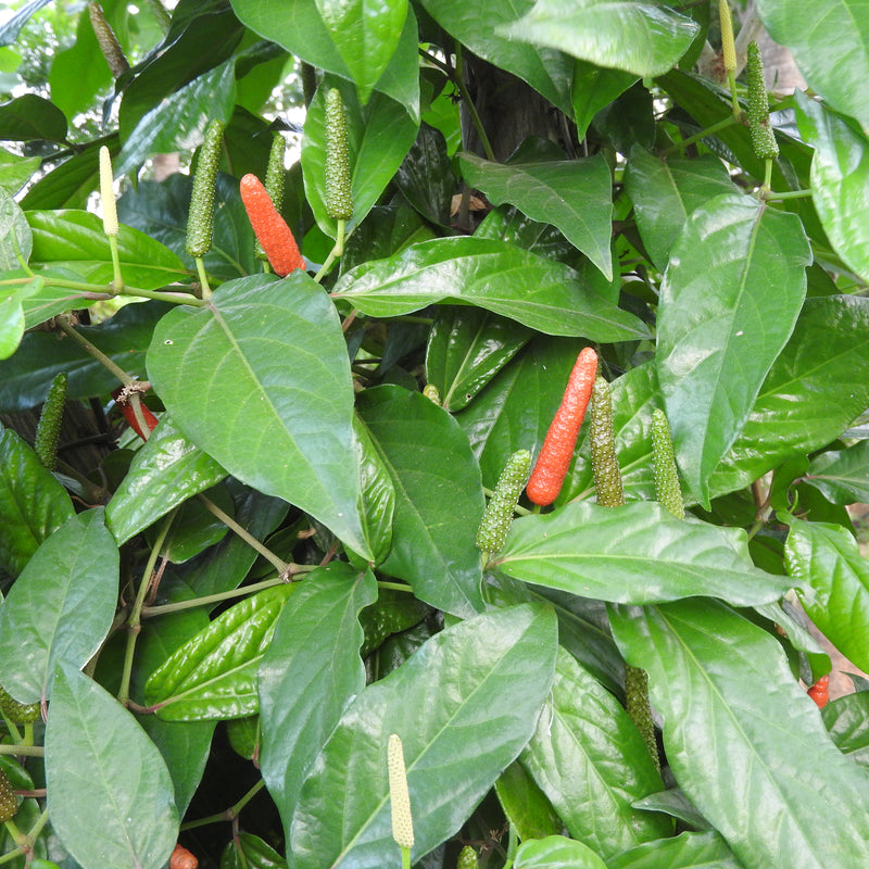 Thippali ( Piper longum ) Medicinal Plant