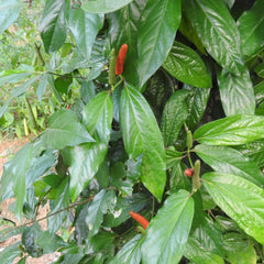 Thippali ( Piper longum ) Medicinal Plant