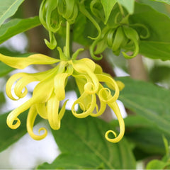 Langi Langi - Cananga odorata Ylang Ylang Flower Plant