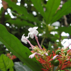 Sarpagandhi ( Rauwolfia serpentina ) Medicinal Plant