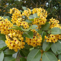 Red Sandalwood - Pterocarpus santalinus Tree Plant