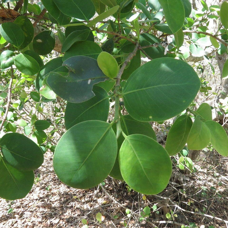 Red Sandalwood - Pterocarpus santalinus Tree Plant