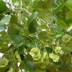 Red Sandalwood - Pterocarpus santalinus Tree Plant