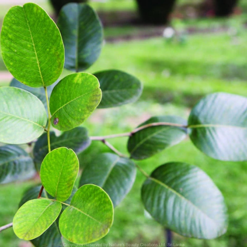Red Sandalwood - Pterocarpus santalinus Tree Plant