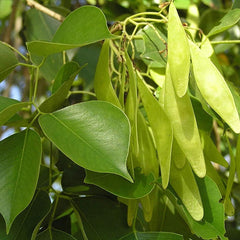 Rosewood - Dalbergia sissoo Tree Plant